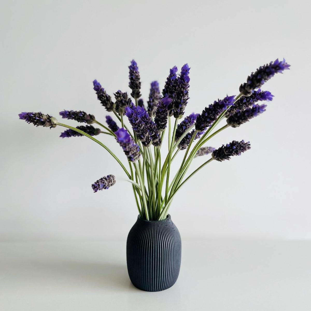 A small ribbed concrete vase in Moon Shadow Solid Concrete, filled with dried lavender stems featuring purple flower spikes and green stems, set against a clean white background.