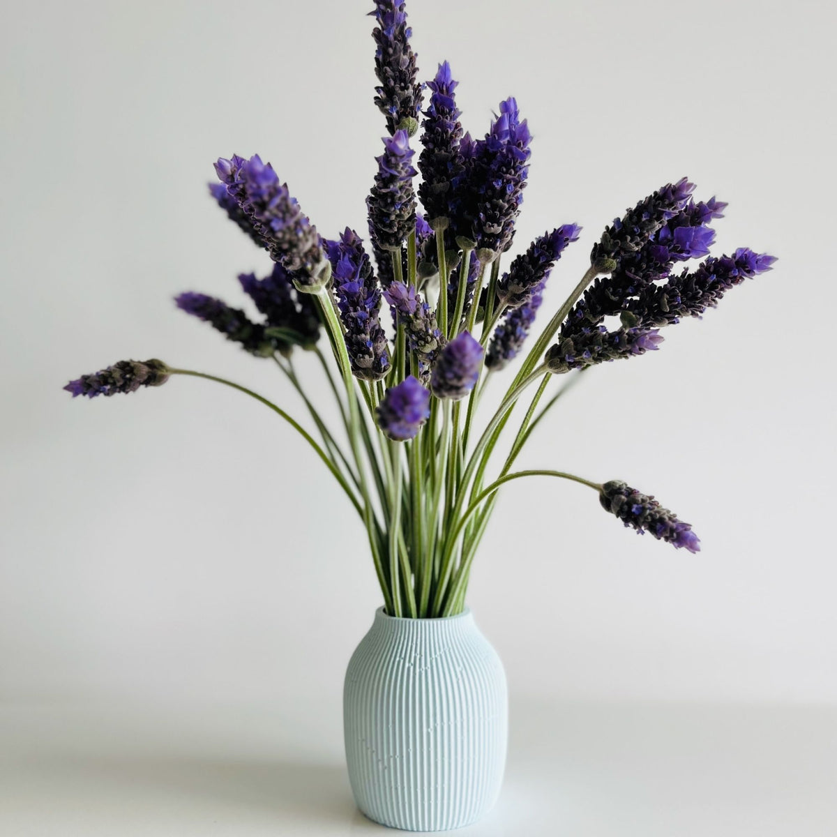 A small ribbed concrete vase in Salt Blue Solid Concrete, filled with dried lavender stems featuring purple flower spikes and green stems, set against a clean white background.